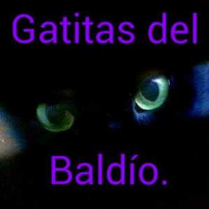 Gatitas del Baldío