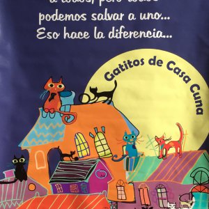 Gatitos de Casa Cuna