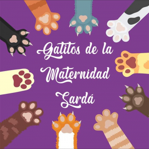 Gatitos de la Maternidad Sarda