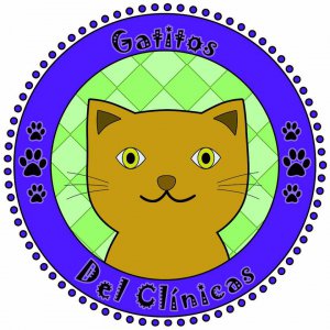 Gatitos del Clinicas